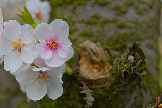 樱花写真集