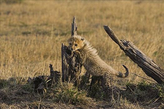 印度豹,猎豹,星期,老,幼兽,玩,树桩,马赛马拉,自然保护区,肯尼亚