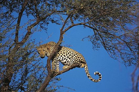 豹,猫科动物,树上,哺乳动物,纳米比亚,非洲,动物