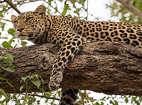 豹,女性,躺着,枝条,马沙图禁猎区,博茨瓦纳,非洲