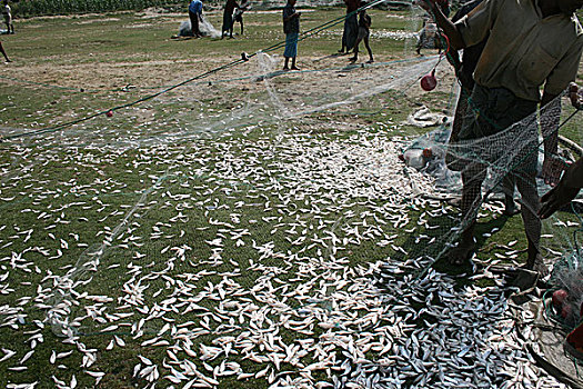 渔民,网,海滩,沙阿,岛屿,市场,孟加拉,2008年