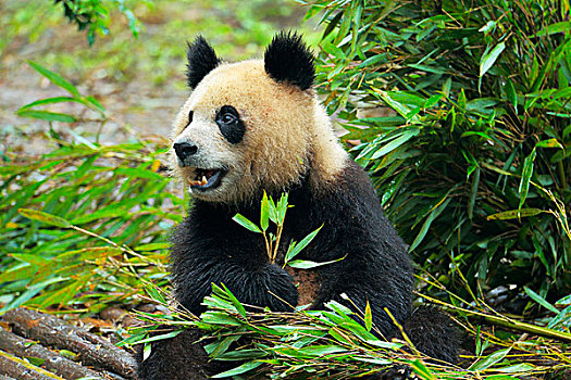 大熊猫,进食,竹子,叶子,俘获,成都,研究,饲养,熊猫,四川,中国,亚洲
