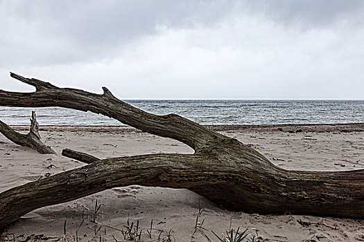 树干,海滩