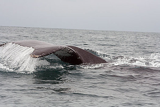 尾部,驼背鲸