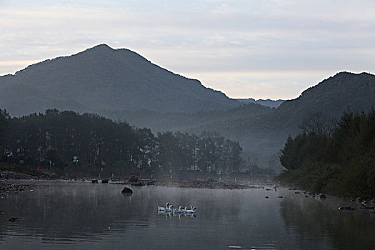 湖,水面,雾气,蒸腾,白雾,水蒸气,缥缈,仙境,灵性,家禽,鸭子,鹅,游动,自在,安静,自然,风光