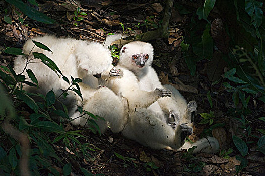 丝绸,马达加斯加狐猴,女性,坐在地上,马达加斯加