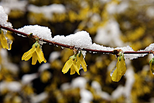 下雪,大雪,春雪,寒流,花朵,绽放,迎春花,耐寒,植物