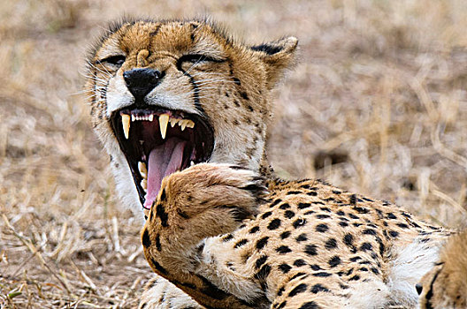 小猎豹,猎豹,马赛马拉,肯尼亚