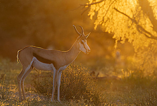 跳羚,雄性,晚上,日落,卡拉哈里沙漠,卡拉哈迪大羚羊国家公园,南非,非洲