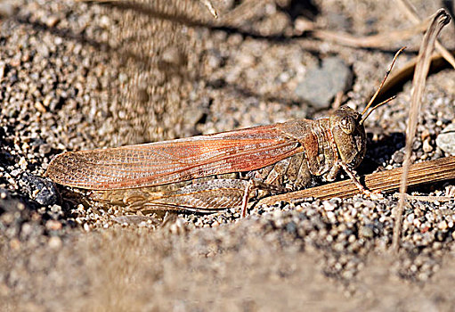 蝗虫,不列颠哥伦比亚省,加拿大