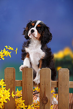 查尔斯王犬,小狗,站立,花园栅栏,三色,3个月,雄性