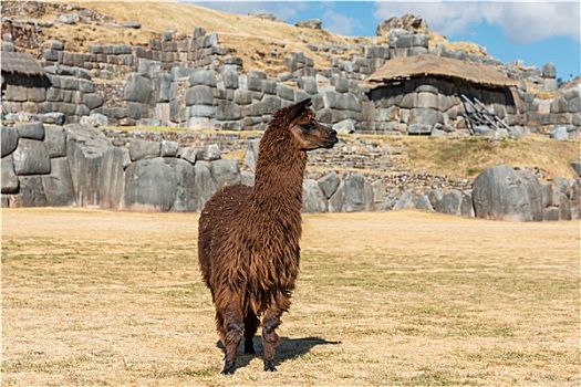 羊驼,萨克塞华曼,遗址,秘鲁,安第斯山,库斯科市