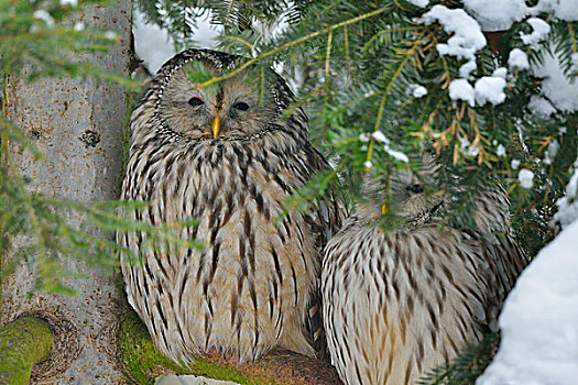 头像,乌拉尔猫头鹰,长尾林鸮,树上,巴伐利亚森林国家公园,巴伐利亚,德国