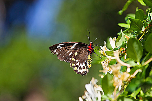 雌性,蝴蝶,花,阿瑟顿台地,昆士兰,澳大利亚