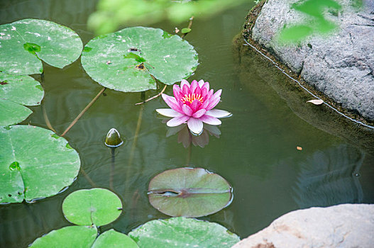 池塘中开放的莲花