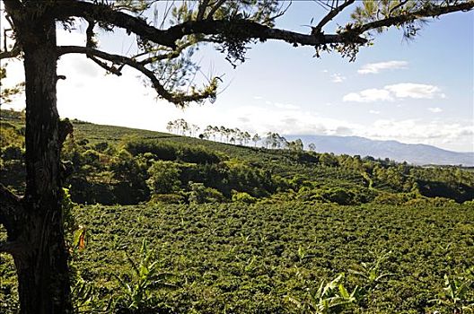 咖啡种植园,哥斯达黎加,中美洲