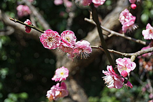 梅花