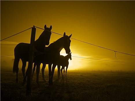 三个,马,围栏,黎明