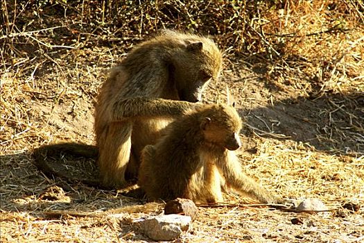 南非大狒狒,豚尾狒狒,幼兽,一个,坐,树林,乔贝国家公园,博茨瓦纳