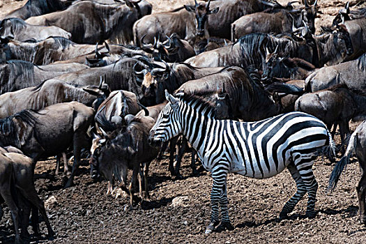 格兰特氏斑马,马,斑马,东方,角马,马拉河,堤岸,马赛马拉国家保护区,肯尼亚,非洲