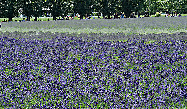 日本北海道薰衣草花海