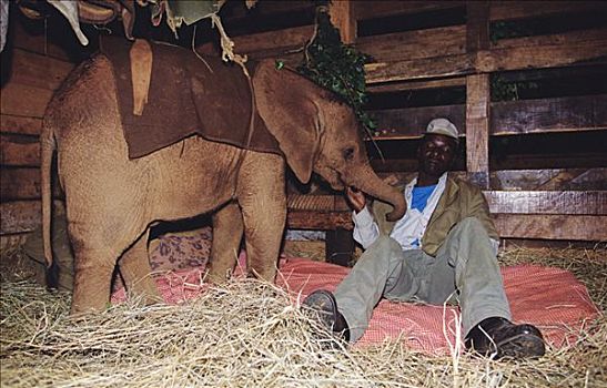 非洲象,孤儿,五个,星期,老,稳定,看护,东察沃国家公园,肯尼亚