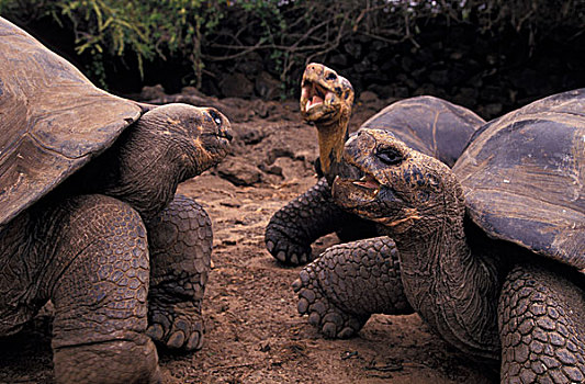 南美,厄瓜多尔,加拉帕戈斯群岛,巨龟