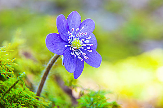 雪割草,花