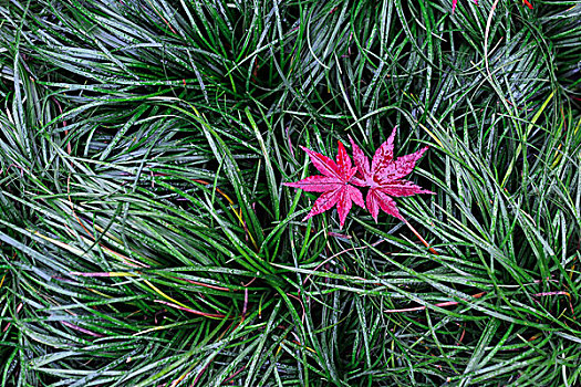 红色的鸡爪槭枫叶