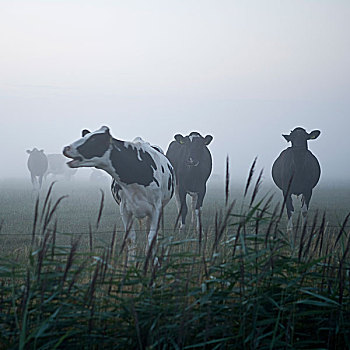 母牛,雾气