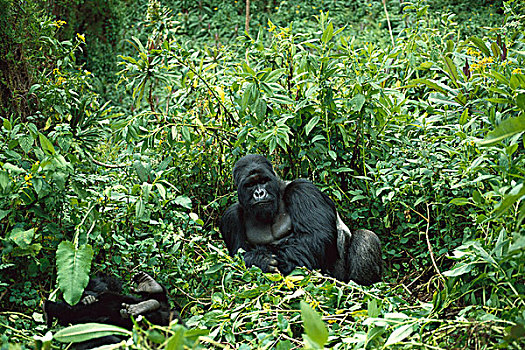 山地大猩猩,大猩猩,银背大猩猩,群,卢旺达