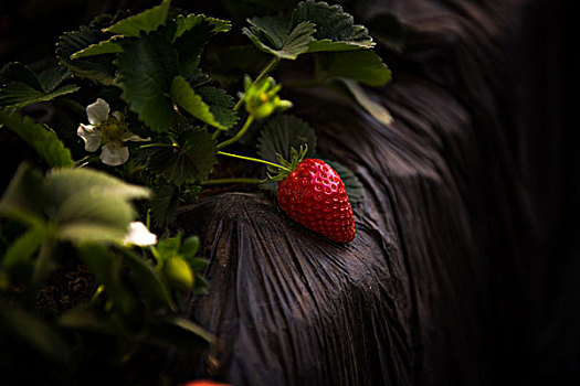 草莓蔬菜大棚草莓水果