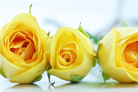 三个,漂亮,黄色,玫瑰,排列,靠近,相互,白色背景