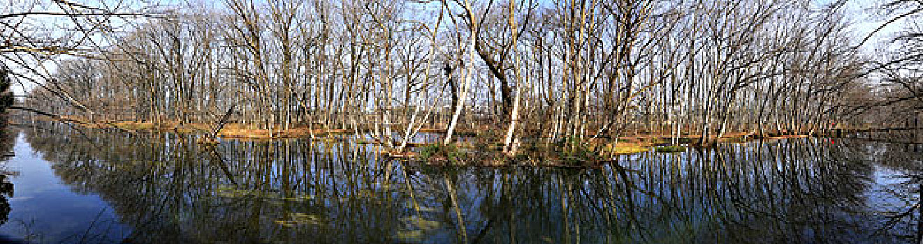 安徽,西溪南,老屋阁,小树林,水坝,黄牛,村庄,阳光,树林,倒影