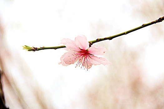 桃花,粉色,花开