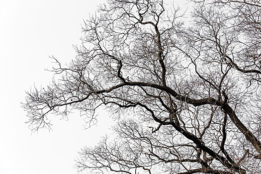 冬天天空下落叶后的树干树枝