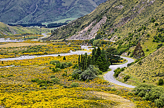 道路,弯曲,山谷,黄色,花,驾驶,左边,南岛,新西兰,大洋洲
