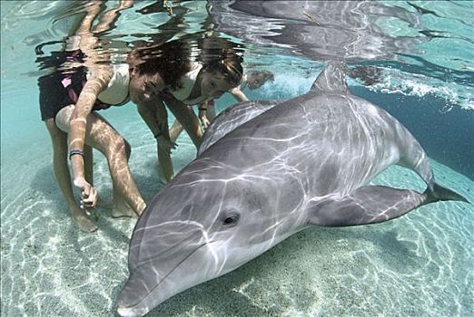 宽吻海豚,互动,孩子,海豚,追求,学习,中心,夏威夷
