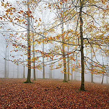 山毛榉,树林,黄叶,秋天,秃树,雾,国家公园,黑森州,德国,欧洲