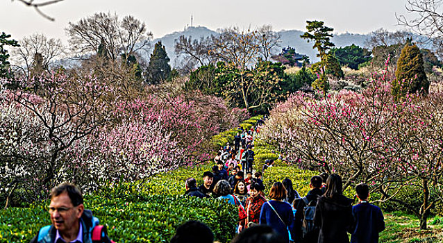 南京梅花山梅花节