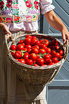 女人,传统,匈牙利人,衬衫,拿着,篮子,西红柿