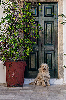 狗,正面,门,寺院,科孚岛,希腊,欧洲