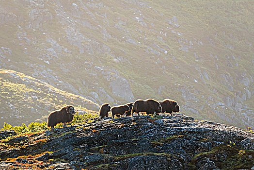 麝牛,牧群,岩石,风景,西格陵兰,格陵兰,北美