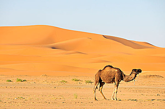 单峰骆驼,沙子,沙丘,摩洛哥,非洲