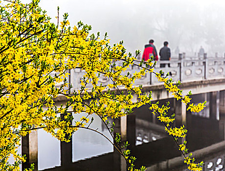 迎春花开