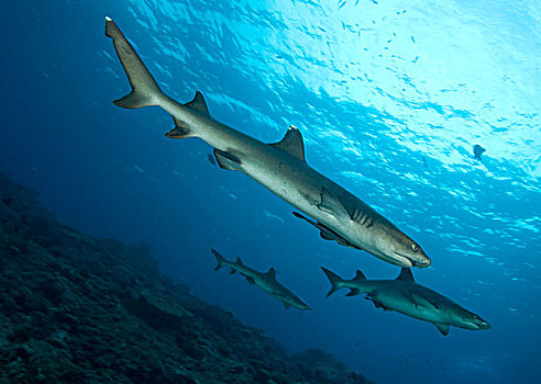 三个,灰三齿鲨,湾,巴布亚新几内亚