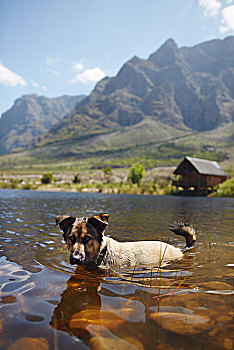 头像,狗,游泳,晴朗,夏天,湖