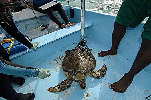 绿海龟,龟类,捕获,监测,灯塔,礁石,环礁,伯利兹