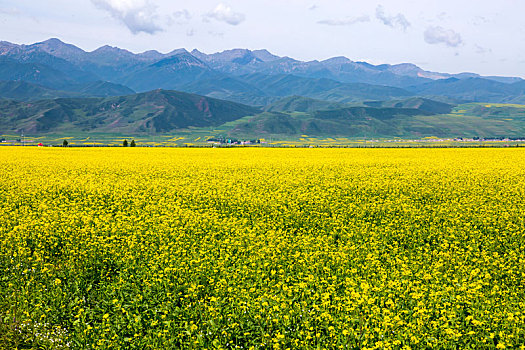 油菜花田