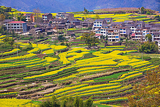 梯田,山村,春意